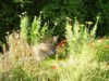 fox cub by pond