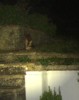cub at bowl (poor quality)