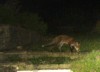 cub at night (poor quality)