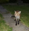 Cub