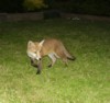 cub turning