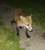 Cub with blade of grass on nose