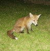 cub close up