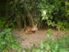Fox cub curl