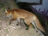 fox cub with mouth open