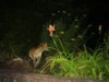 fox cub pond-side