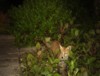 fox cub in shrubs