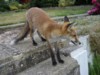 fox cub on steps