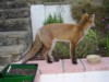 fox cub at bowl
