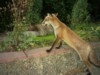 fox cub by pond