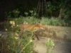 fox cub walking