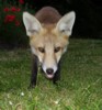 Fox cub close up