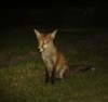 fox cub night