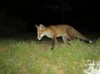 fox cub prowl 2