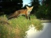 Fox cub 'On top of the World'