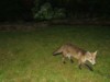 wet fox cub 2