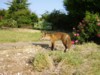 Cub and roses