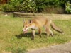 fox cub