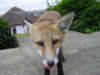 fox cub close-up