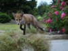 fox cub roses 2