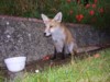 fox cub and bowl