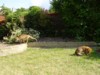 fox and cub 1