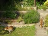 fox and cub 2