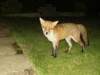 fox standing