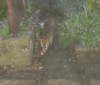 fox and egg