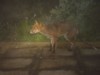 fox stand