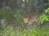 fox in mist