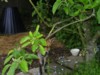 fox peek-a-boo 2