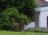 fox watch