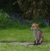 fox resting