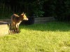 sunlit fox