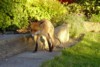 fox slinking
