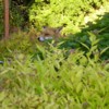fox in shrubs