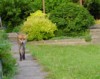 fox on path