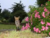 fox and roses