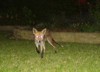 Fox eyes!