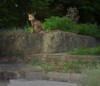 Fox mount