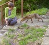 fox sniffing
