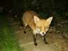 Fox on path 2