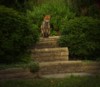 fox sitting among shrubs