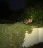 Fox poised