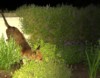 Fox crash lands