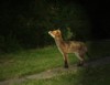 fox at dusk 2