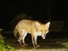laughing fox 