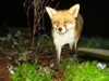 Fox and pond