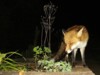 Fox on wall